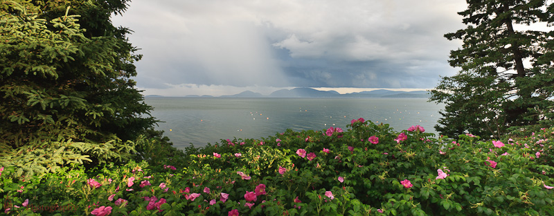 Sea and roses with a storm in the background